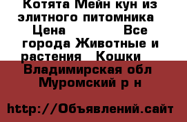 Котята Мейн-кун из элитного питомника › Цена ­ 20 000 - Все города Животные и растения » Кошки   . Владимирская обл.,Муромский р-н